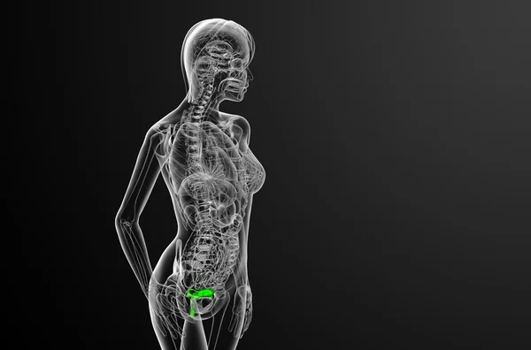 3D render ilustracja medyczny układu rozrodczego — Zdjęcie stockowe