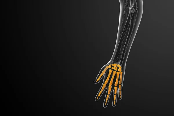 3d render illustration of the skeleton hand — Stock Photo, Image