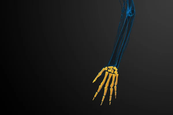 3D render illustratie van het skelet hand — Stockfoto