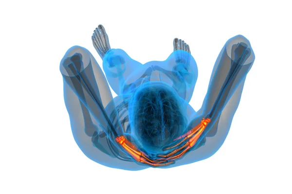 3D-Darstellung der Skeletthand — Stockfoto