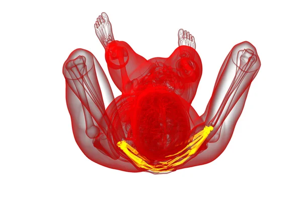 3D vykreslování obrázku kostra ruky — Stock fotografie