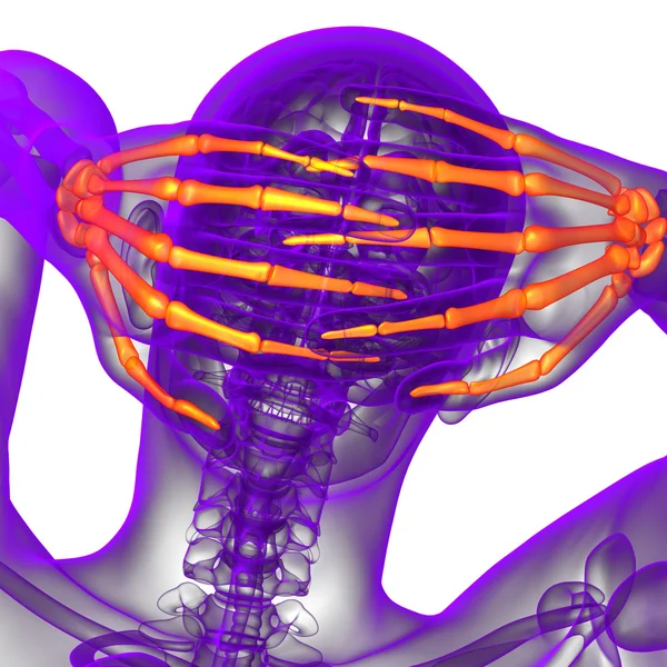 スケルトンの手の 3 d レンダリング図 — ストック写真