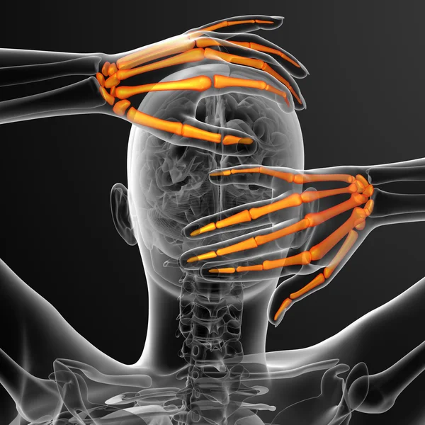 3D-Darstellung der Skeletthand — Stockfoto