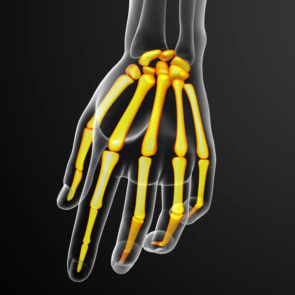 3d render illustration of the skeleton hand — Stock Photo, Image