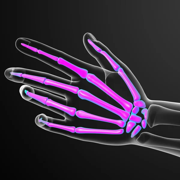 3d render illustration of the skeleton hand — Stock Photo, Image