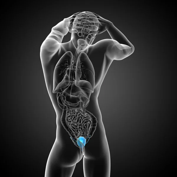 3d render medical illustration of the bladder — Stock Photo, Image