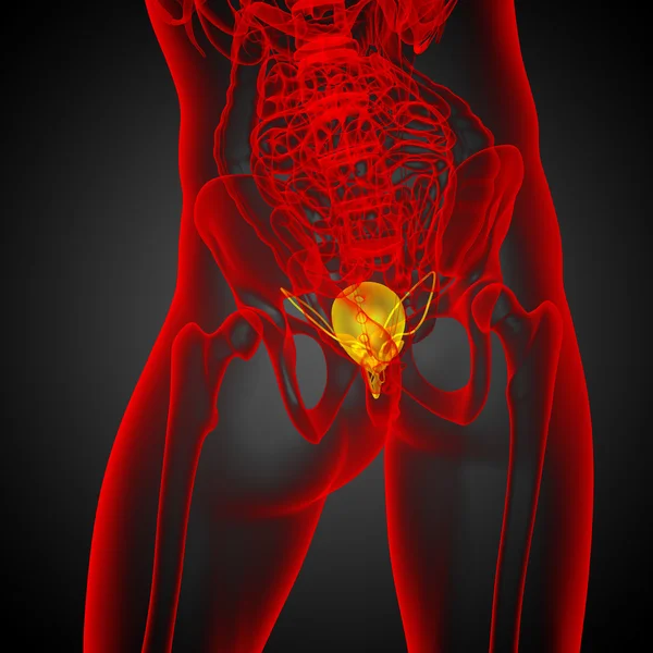 3d render medical illustration of the bladder — Stock Photo, Image