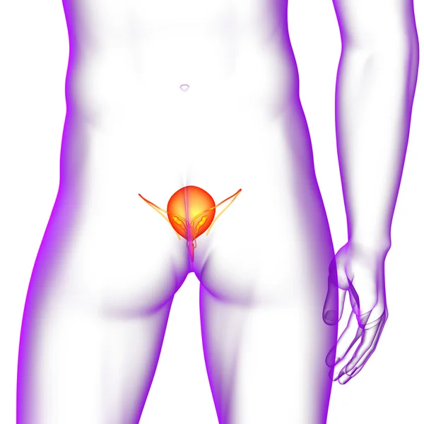 3d 渲染医学插图的膀胱 — 图库照片