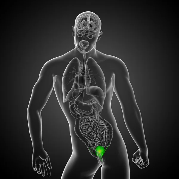 3d render medical illustration of the bladder — Stock Photo, Image