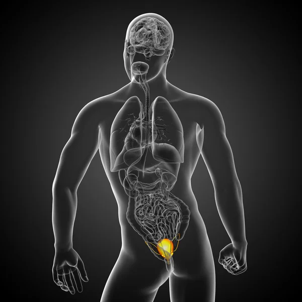 膀胱の 3 d レンダリングの医療イラスト — ストック写真