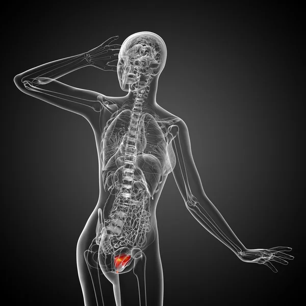 방광의 3d 렌더링 의료 일러스트 — 스톡 사진