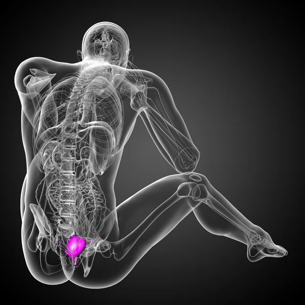 3d render medical illustration of the bladder — Stock Photo, Image