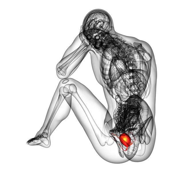 3d hacer ilustración médica de la vejiga — Foto de Stock