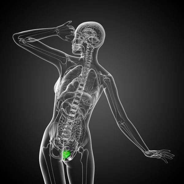 Mesane 3D render tıbbi çizimi 