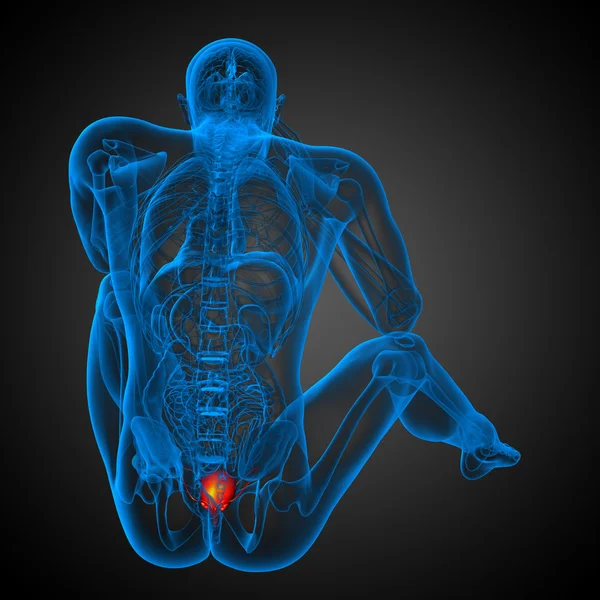 3d render medical illustration of the bladder — Stock Photo, Image