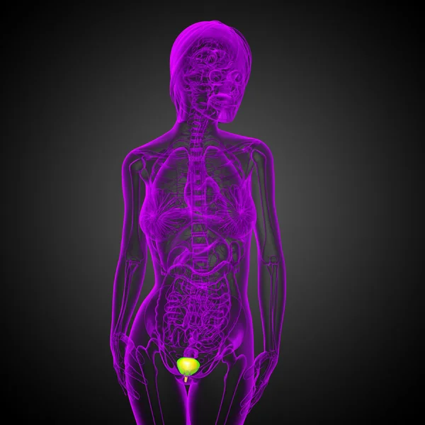 3d render medical illustration of the bladder — Stock Photo, Image