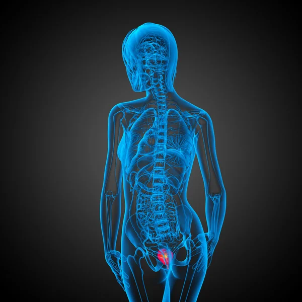 3D göra medicinsk illustration av urinblåsan — Stockfoto