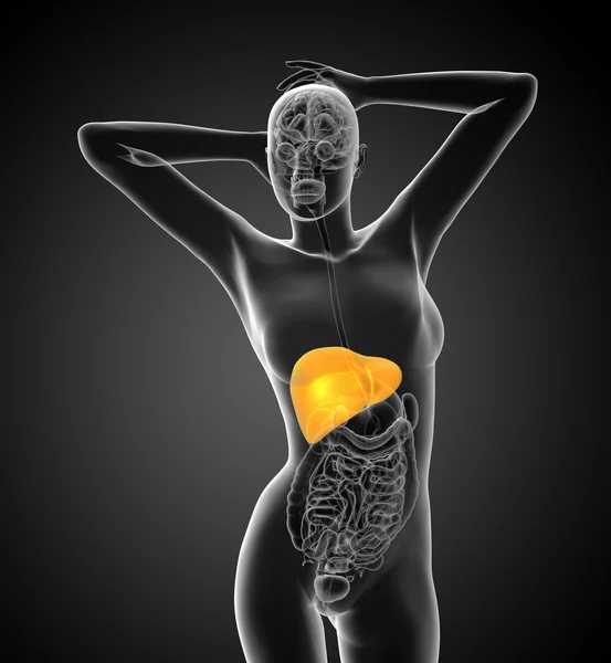 3d hacer ilustración médica del sistema digestivo humano — Foto de Stock