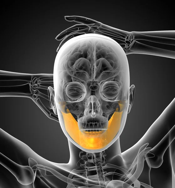 3D tavené ilustrace čelistní kosti — Stock fotografie