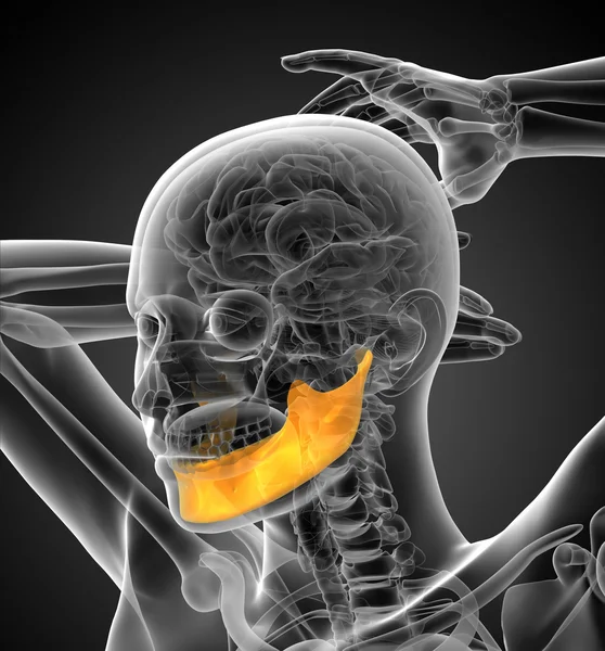 3d ilustración renderizada de un hueso de la mandíbula —  Fotos de Stock