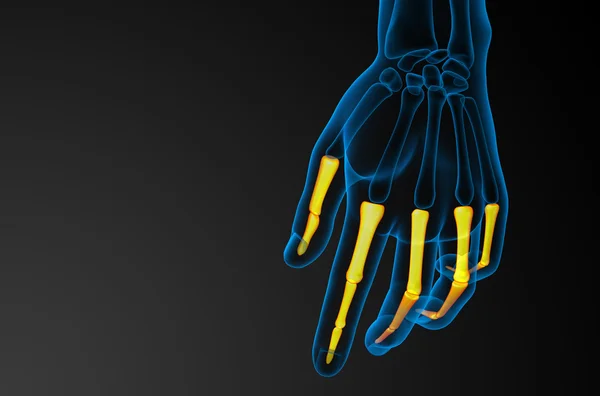 3D-Darstellung der menschlichen Phalangenhand — Stockfoto