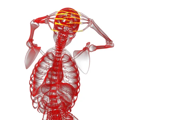 3D καθιστούν εικονογράφηση του ανθρώπινου φάλαγγες χεριού — Φωτογραφία Αρχείου