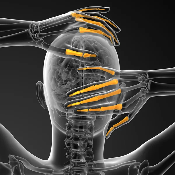 3D-Darstellung der menschlichen Phalangenhand — Stockfoto