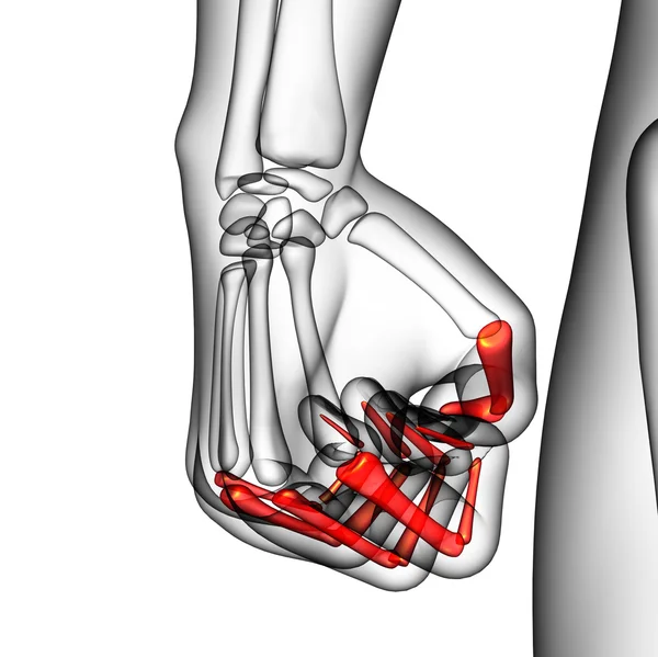 Illustration 3D de la main des phalanges humaines — Photo