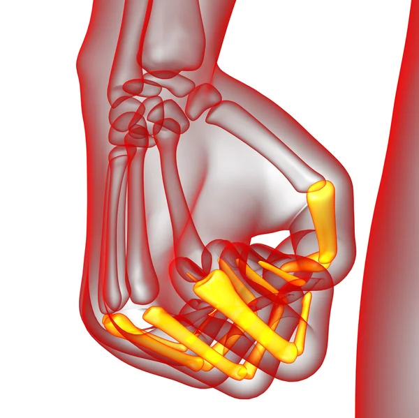 3D render illustratie van de menselijke vingerkootjes hand — Stockfoto