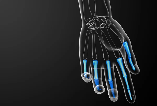 3d render illustration of the human phalanges hand — Stock Photo, Image