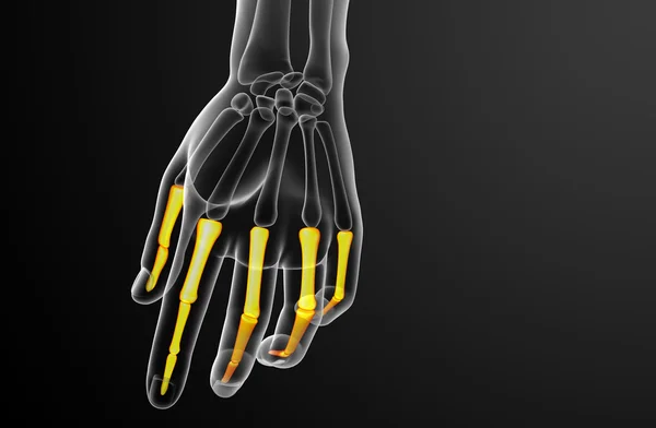 Illustrazione di resa 3d della mano umana delle falangi — Foto Stock