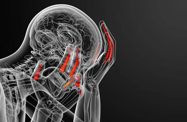 Illustrazione di resa 3d della mano umana delle falangi — Foto Stock