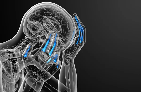 3D render illustratie van de menselijke vingerkootjes hand — Stockfoto