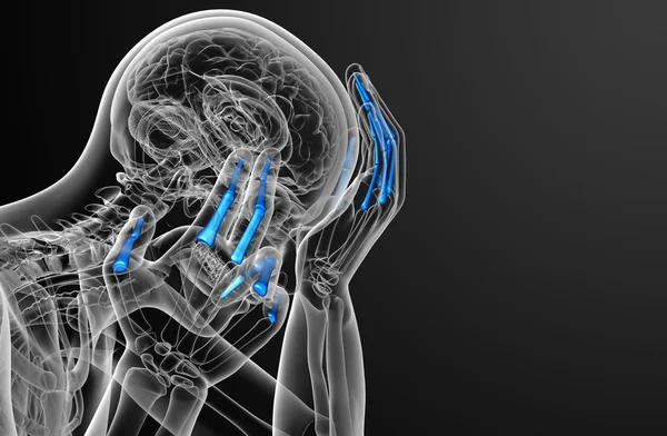 3D-рендеринг иллюстрации человеческой руки фаланги — стоковое фото