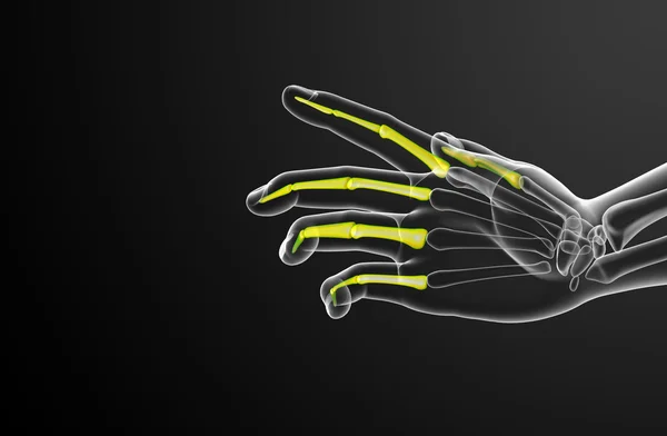 3d render illustration of the human phalanges hand — Stock Photo, Image