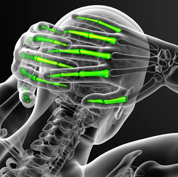 3D render illustratie van de menselijke vingerkootjes hand — Stockfoto