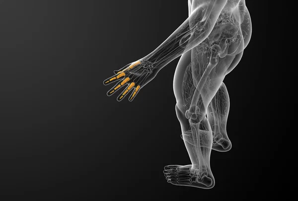 3D καθιστούν εικονογράφηση του ανθρώπινου φάλαγγες χεριού — Φωτογραφία Αρχείου