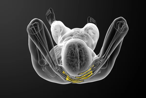 3d rendir ilustración de la mano falanges humanos —  Fotos de Stock