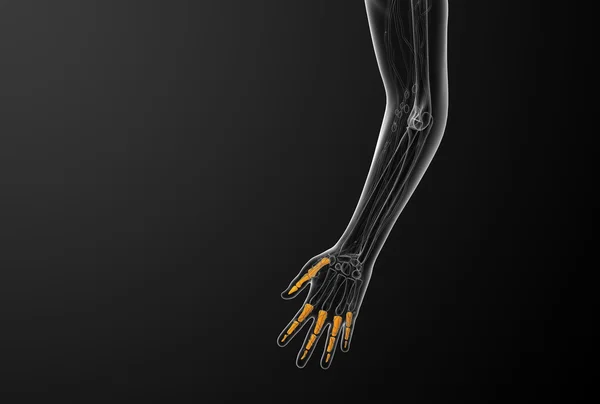 3D render illustratie van de menselijke vingerkootjes hand — Stockfoto