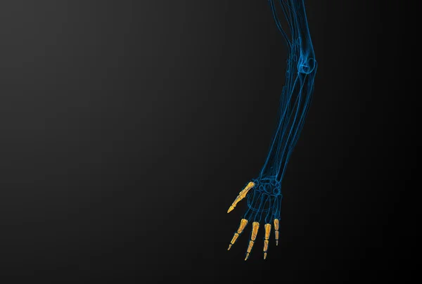 3d render illustration of the human phalanges hand — Stock Photo, Image