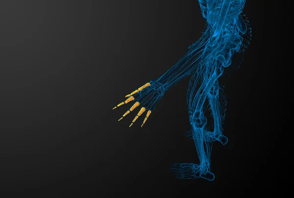 3d renderizar ilustração da mão falanges humanos — Fotografia de Stock