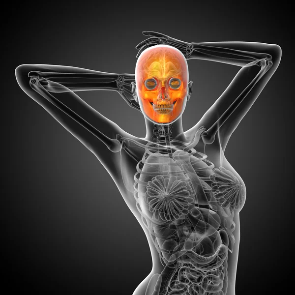 3D render ilustracja medyczny czaszki — Zdjęcie stockowe
