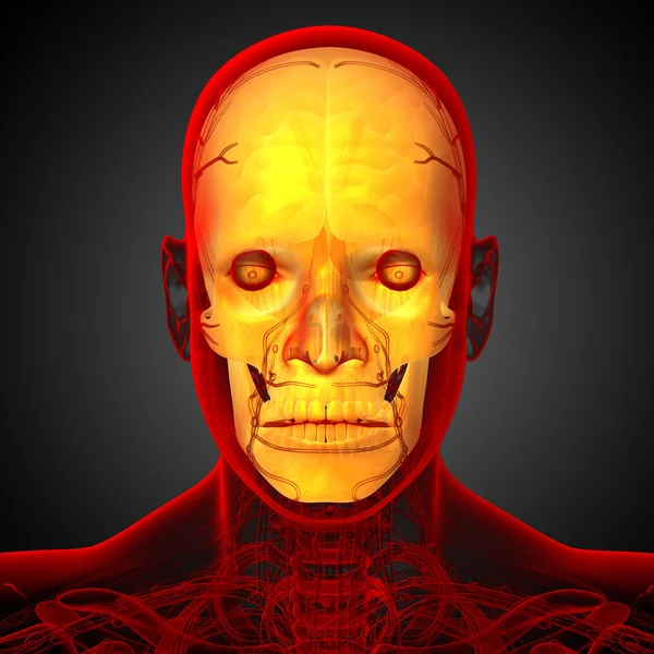 3d render medical illustration of the skull — Stock Photo, Image