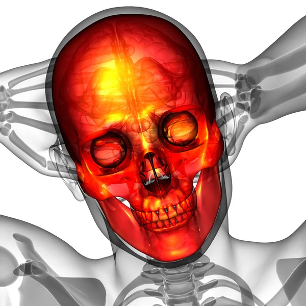 3D göra medicinsk illustration av skallen — Stockfoto