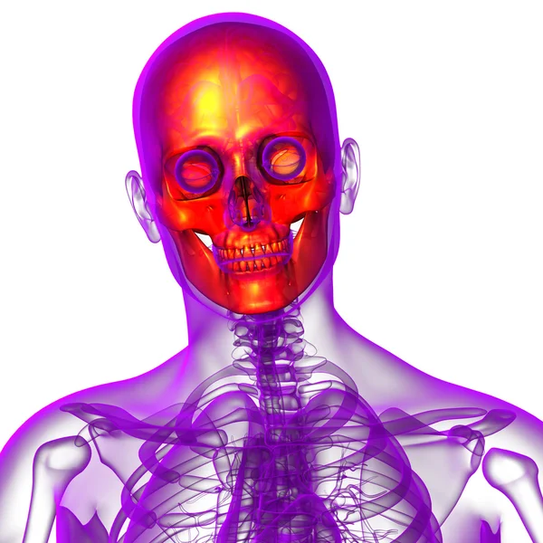 3D-Darstellung der medizinischen Darstellung des Schädels — Stockfoto