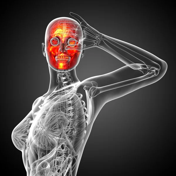 3d rendre illustration médicale du crâne — Photo