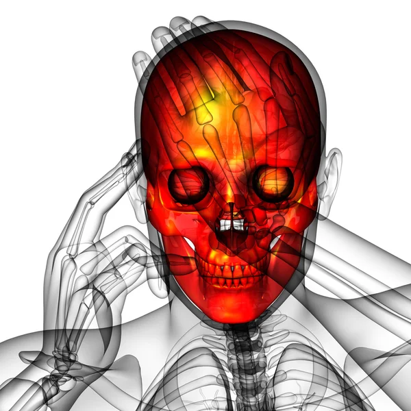 3D-Darstellung der medizinischen Darstellung des Schädels — Stockfoto