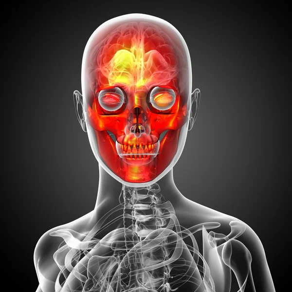 3d render medical illustration of the skull — Stock Photo, Image