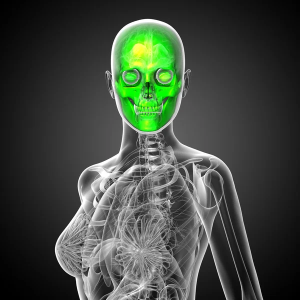 3d rendere illustrazione medica del cranio — Foto Stock