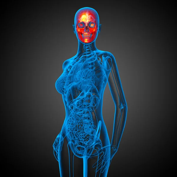 3D render Medikal illüstrasyon kafatası — Stok fotoğraf